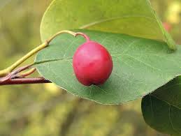 Attēlu rezultāti vaicājumam “Cotoneaster multiflorus leaf”
