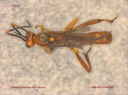 Attēlu rezultāti vaicājumam “Cribraria rubiginosa”