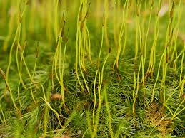 Attēlu rezultāti vaicājumam “Dicranum scoparium sporophyte”