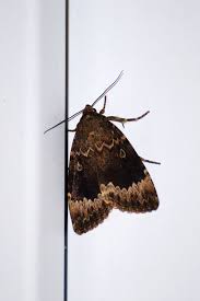 Attēlu rezultāti vaicājumam “Amphipyra perflua”