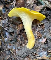 Attēlu rezultāti vaicājumam “Cantharellus cibarius”