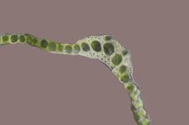 Attēlu rezultāti vaicājumam “Didymium spongiosum macro”