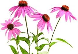 Attēlu rezultāti vaicājumam “Echinacea purpurea leaf”