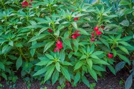 Image result for Impatiens balsamina