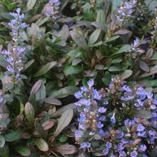 Image result for Ajuga reptans