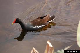 Attēlu rezultāti vaicājumam “Gallinula chloropus”