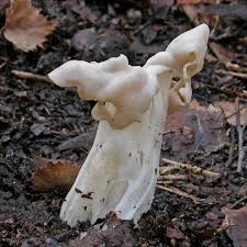 Attēlu rezultāti vaicājumam “Helvella”