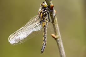 Attēlu rezultāti vaicājumam “Leucorrhinia rubicunda male”