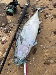 Image result for Euthynnus affinis