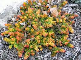 Attēlu rezultāti vaicājumam “Sedum rupestre leaf”