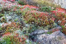 Attēlu rezultāti vaicājumam “Polytrichum piliferum sporophyte”