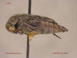 Attēlu rezultāti vaicājumam “Mordellidae”