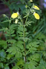 Image result for Calceolaria