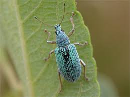 Attēlu rezultāti vaicājumam “Polydrusus mollis”