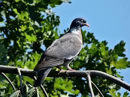 Attēlu rezultāti vaicājumam “Columba palumbus”