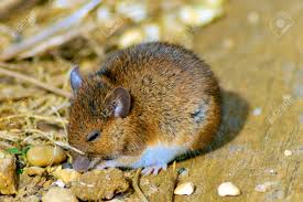 Attēlu rezultāti vaicājumam “Myodes glareolus”