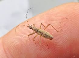 Attēlu rezultāti vaicājumam “Nabidae”