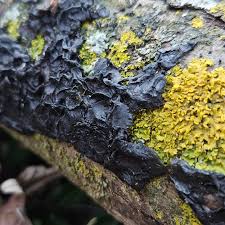 Attēlu rezultāti vaicājumam “Exidia glandulosa”