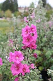 Image result for Lavatera thuringiaca