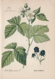Attēlu rezultāti vaicājumam “Rubus caesius”