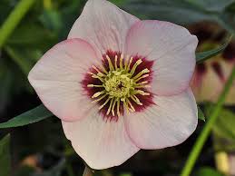 Attēlu rezultāti vaicājumam “Enkianthus chinensis flower”