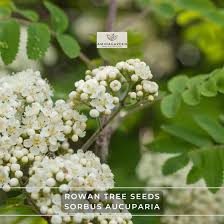 Attēlu rezultāti vaicājumam “Sorbus aucuparia flower”