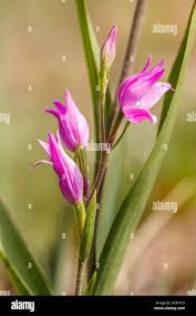 Attēlu rezultāti vaicājumam “Cephalanthera rubra bud”