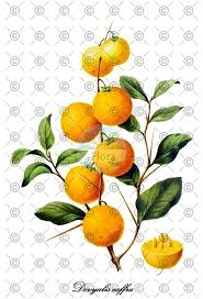 Attēlu rezultāti vaicājumam “Salix repens subsp. rosmarinifolia fruit”