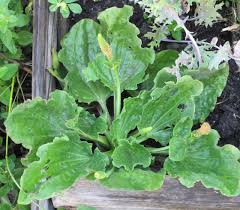 Attēlu rezultāti vaicājumam “Plantago major”