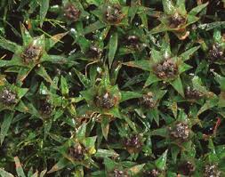 Attēlu rezultāti vaicājumam “Pogonatum nanum”