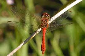 Attēlu rezultāti vaicājumam “Sympetrum vulgatum female”
