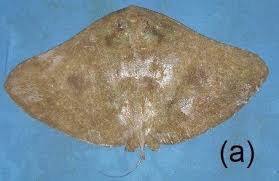 Image result for Gymnura micrura