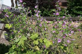 Image result for Malve