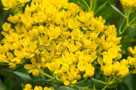 Attēlu rezultāti vaicājumam “Euphorbia virgata flower”