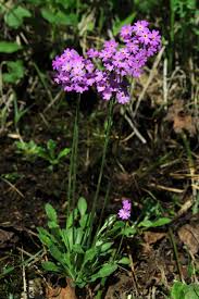 Attēlu rezultāti vaicājumam “Primula farinosa bud”