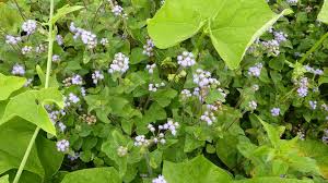 Image result for Ageratum houstonianum