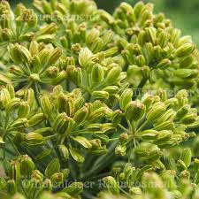 Image result for Liebstöckel