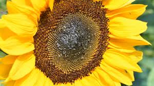 Attēlu rezultāti vaicājumam “Helianthus annuus flower”
