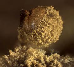 Attēlu rezultāti vaicājumam “Cribraria aurantiaca macro”