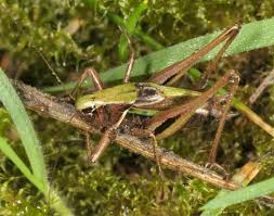 Attēlu rezultāti vaicājumam “Metrioptera brachyptera”