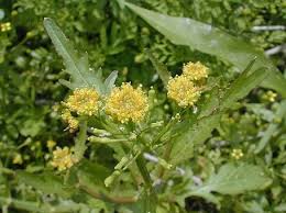 Attēlu rezultāti vaicājumam “Rorippa palustris flower”