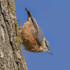 Image result for Sitta europaea