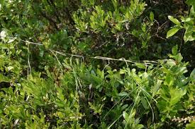 Attēlu rezultāti vaicājumam “Carex chordorrhiza”