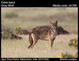 Attēlu rezultāti vaicājumam “Canis lupus”