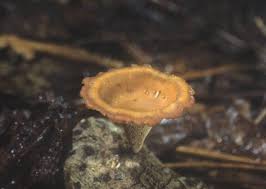 Attēlu rezultāti vaicājumam “Polyporus brumalis”