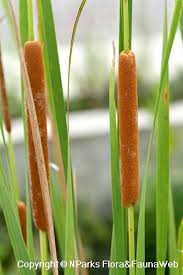 Attēlu rezultāti vaicājumam “Typha angustifolia  leaf”