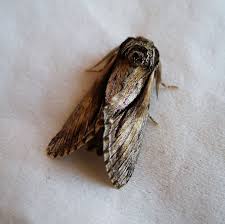 Attēlu rezultāti vaicājumam “Notodontidae”