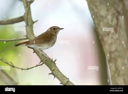 Image result for Luscinia sibilans