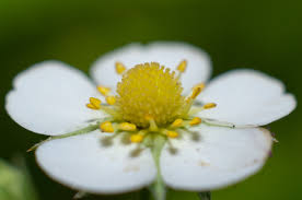 Attēlu rezultāti vaicājumam “Fragaria vesca flower”