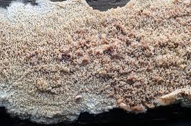 Attēlu rezultāti vaicājumam “Phlebia rufa”